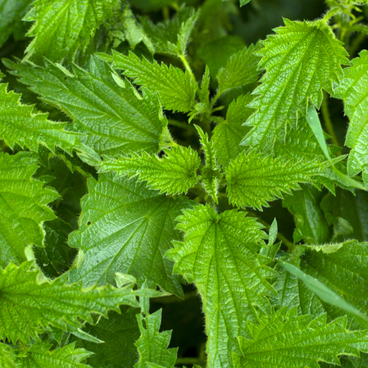 Nettle