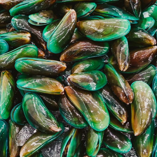 Green lipped mussel