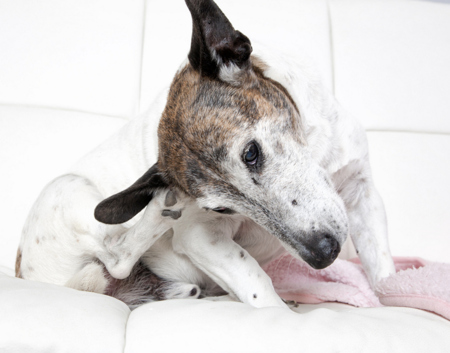 Allergies - strengthening the body from within