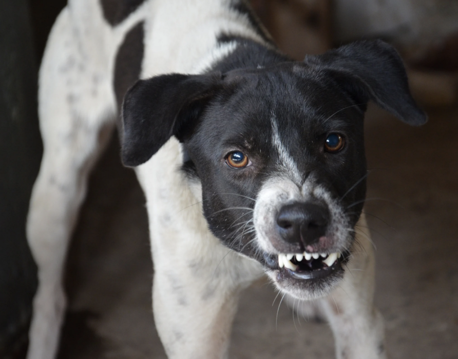 Macho girls - For peace and harmony at the dog park