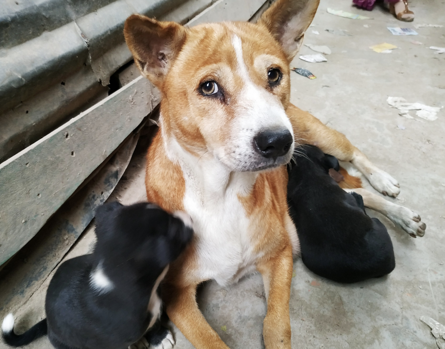 Traumata - Entspannung für die verletzte Seele