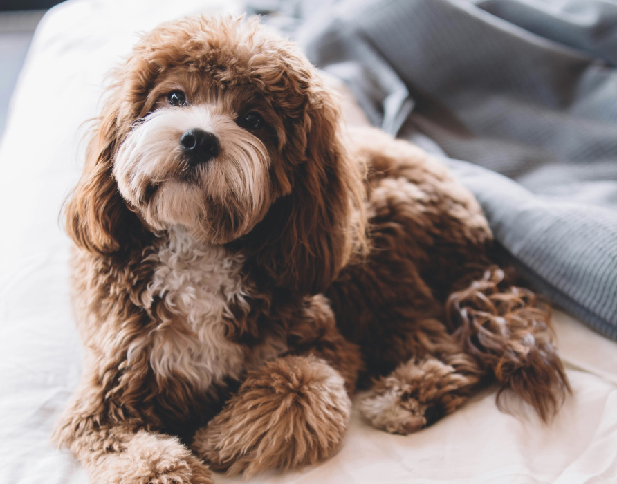 Bestseller - Eure nacani Lieblinge 