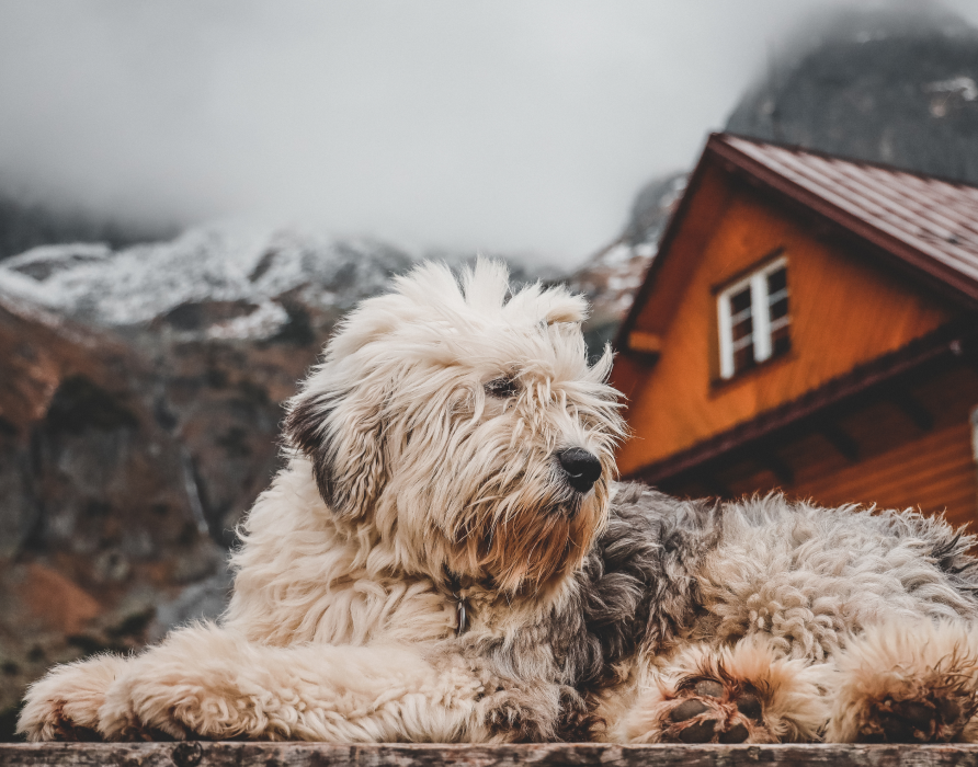 Hunde > 25 kg - Für unsere großen Lieblinge