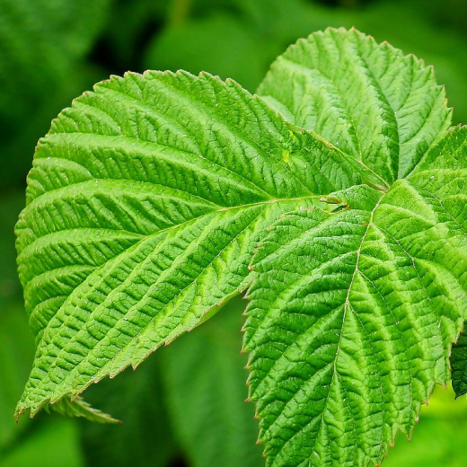 Raspberry leaves