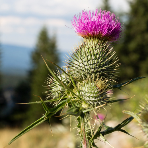 Milk thistle seed
